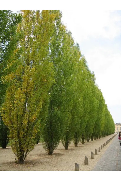 Граб колоновидний Франс Фонтейн